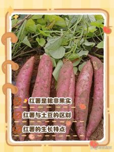 甘薯与红薯区别在哪里_甘薯与红薯的区别及识别