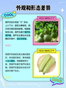 瓠瓜与西葫芦的区别_外形营养口感大不同