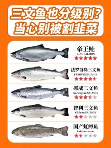 鲟鱼和三文鱼的区别_外观口感大不同
