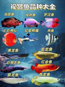 热带鱼图片大全图解_五彩热带鱼，来自异域，养护有讲究