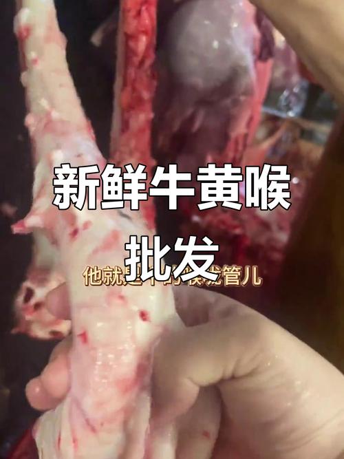 牛的黄喉是牛的哪个部位_爽脆高脂，火锅烧烤好搭档