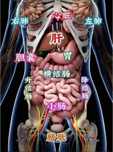 腹腔内位器官有哪些_腹腔器官很重要，需细心呵护