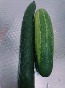 青瓜与黄瓜的区别_黄瓜青瓜叫法不同，南北饮食文化差异