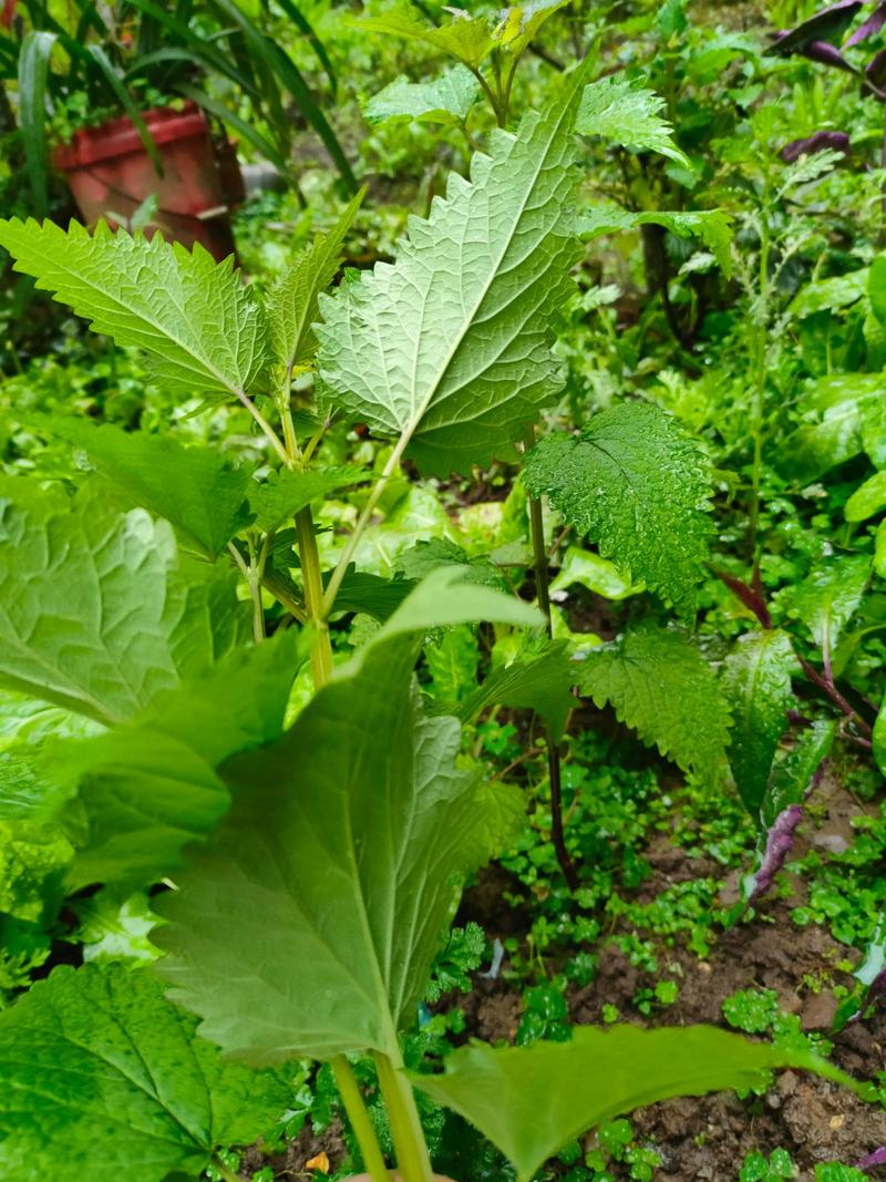 豆花蘸酱怎么调_辣椒碎豆花蘸酱，香辣调调，自由发挥！