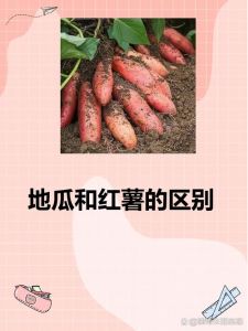 甘薯与红薯区别_同一种植物，不同叫法