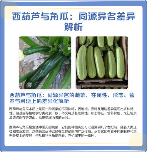 茭瓜和西葫芦的区别_颜色形状大不同 茭瓜和西葫芦的区别_颜色形状大不同