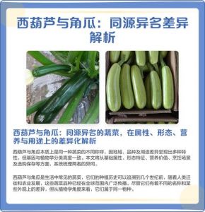 茭瓜和西葫芦的区别_颜色形状大不同