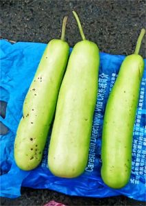 西葫芦属于瓠瓜类吗_外形食用及生长特性