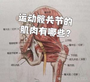 胯部肌肉部位图_训练拉伸改善臀部