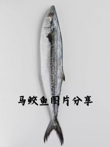 马鲛鱼是不是深海鱼_近海洄游鱼，非深海也非浅海