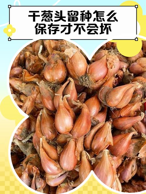 红葱头怎样保存时间长_阴凉干燥,网兜冷藏或沙藏 红葱头怎样保存时间长_阴凉干燥,网兜冷藏或沙藏