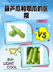 瓠子和毛节瓜的区别_节瓜瓠子易混淆？这样区分吃得更对！