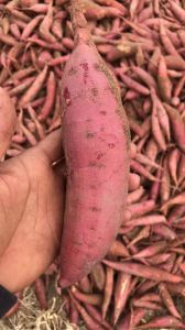 六鳌蜜薯和红薯的区别_口感甜糯大不同