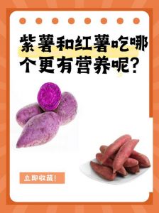 香芋和紫薯的区别_香芋紫薯有啥不同？口感营养大不同