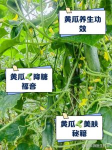短胖黄瓜和细长黄瓜的营养区别_短胖脆嫩，细长多汁，黄瓜怎么挑？
