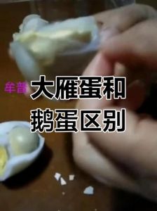 大鹅蛋和大雁蛋区别_脂肪营养大不同