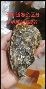 生蚝和牡蛎的区别图_生蚝牡蛎有啥区别？