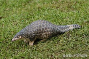 犰狳是不是穿山甲_犰狳和穿山甲，亲缘关系远，保护它们很重要
