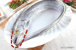 带鱼属于深海鱼吗_浅海夜行动物，营养价值高