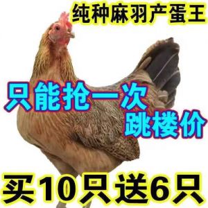 麻羽绿壳蛋鸡属于土鸡吗_清远麻羽绿壳蛋鸡，小鸡高产绿蛋