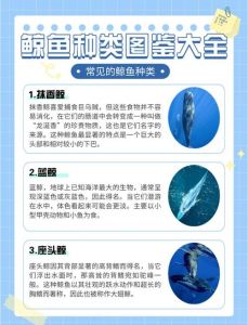 鲸类最灵活的是什么部位_鲸鱼靠尾鳍灵活摆动水中游