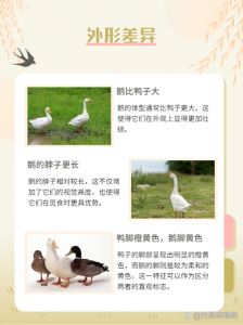 麻鸭和普通的肉鸭有啥区别_麻鸭更营养鲜美，适合炖汤！