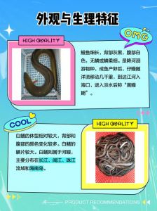 鳗鱼和白鳝有什么区别_白鳝鳗鱼有啥区别？
