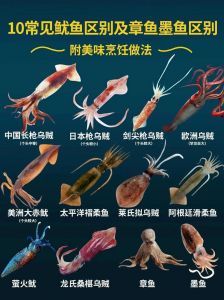 八爪鱼是不是乌贼_章鱼和鱿鱼有啥不一样？