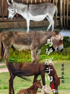 驴肉马肉骡子肉的区别_驴肉鲜美价廉受欢迎，马肉骡肉口感差有忌讳，如何区分选购看这里