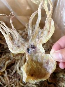 章鱼怎么处理干净_清洗烹饪章鱼小窍门，保鲜美味