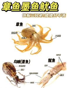 墨鱼笔管八带的区别图_看腕足形状骨头差异