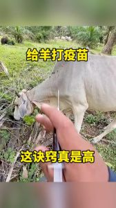 打羊针打哪个部位_选对部位避伤害