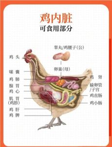鸡珍前面一点的部位是叫啥_美味营养好帮手
