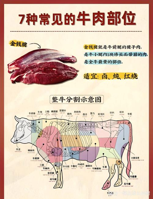 牛肋条和牛腩区别图_口感做法大不同