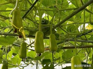 瓠瓜是什么季节成熟_清甜瓠瓜，营养又美味！