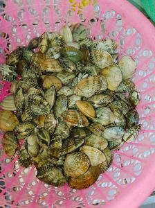 无沙花甲有没有沙_花甲吐沙是误区，焯水能去沙