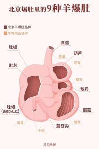 羊的器官名称大全图解_山羊独特消化系统解析
