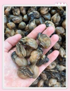 生蚝干做法大全家常_蚝干泡发好做法，营养美味做法多