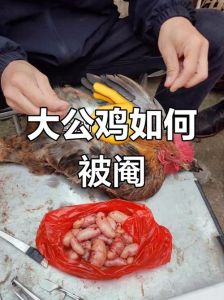 阉鸡有没有阉母鸡的_古法养殖美味，公鸡腰子啼鸣奇技