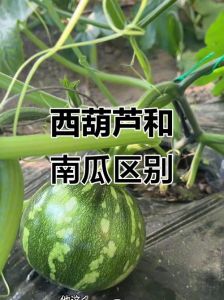 瓠瓜与节瓜区别_瓠瓜节瓜蛇瓜小葫芦介绍