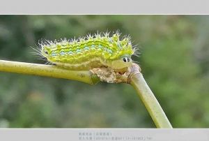 洋辣子最简单处理方法_洋辣子蜇伤？胶带清除苏打洗，冷敷止痛！