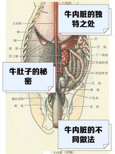 牛宝在牛的哪个部位_稀有结石，价值高？
