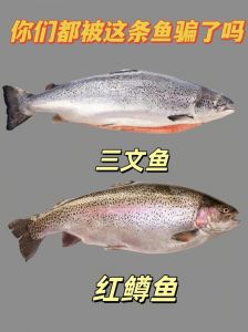 三文鱼和红鳟鱼的区别_三文鱼红鳟鱼怎么选？肉质口感大不同