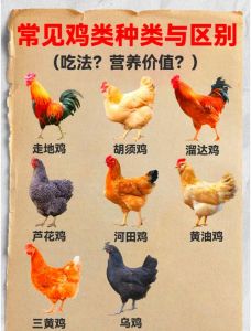 鸡的种类有哪些品种_鸡分肉鸡蛋鸡和兼用型，各有特色