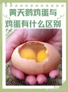 大鹅蛋与天鹅蛋的区别_天鹅蛋比鹅蛋大，口感风味不同，适合水煮或煎制