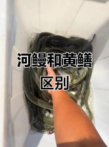 河鳗和海鳗哪个刺多_河鳗刺多海鳗少，适应环境不同