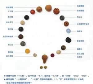菩提果和菩提子的区别_果实与种子的区别