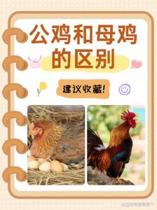 宰杀后的鸡怎么区别公母_公鸡红冠羽艳，母鸡反之