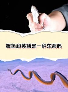 海鳗鱼和鳗鱼的区别_近海美味，Omega-3营养师