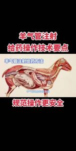 羊打针部位详细图_羊打针选对针头部位很重要